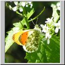 Anthocharis cardamines - Aurorafalter m03.jpg